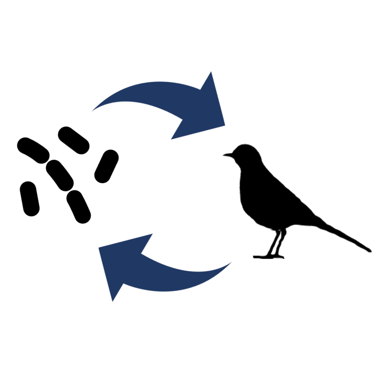 Graphic showing curved arrows pointing between a silhouette of a bird and a silhouette of a small group of bacteria