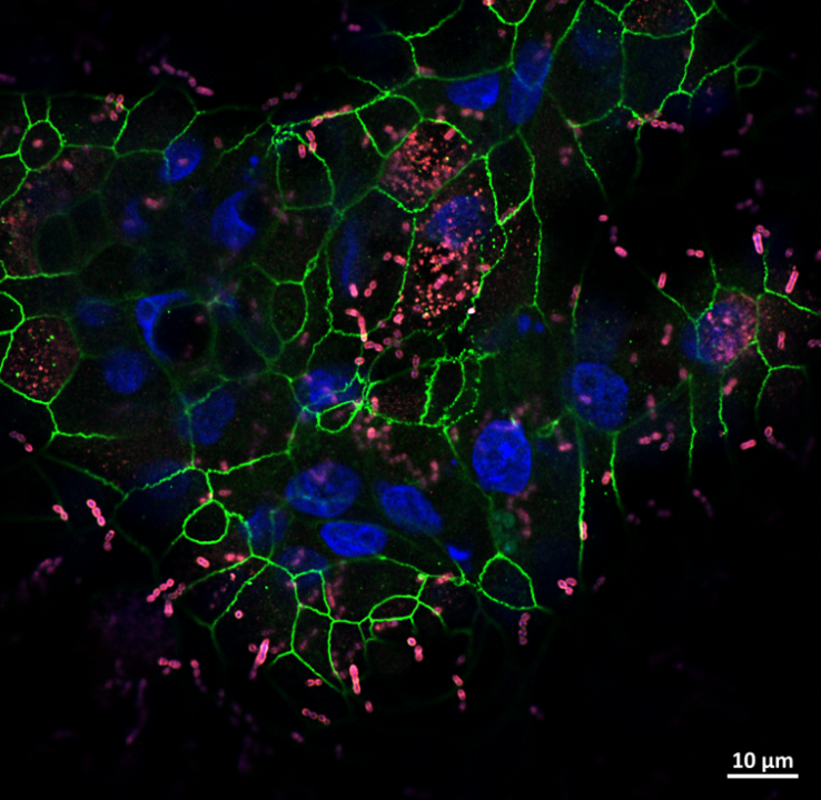 Microscope image showing detailed structures coloured green, blue and pink at the micrometer scale